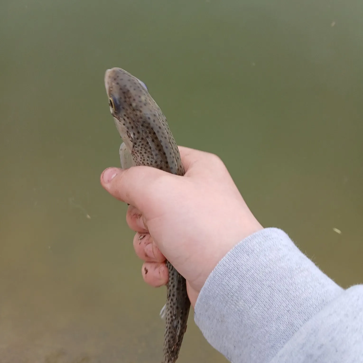 The most recent Bala shark catches on Fishbrain