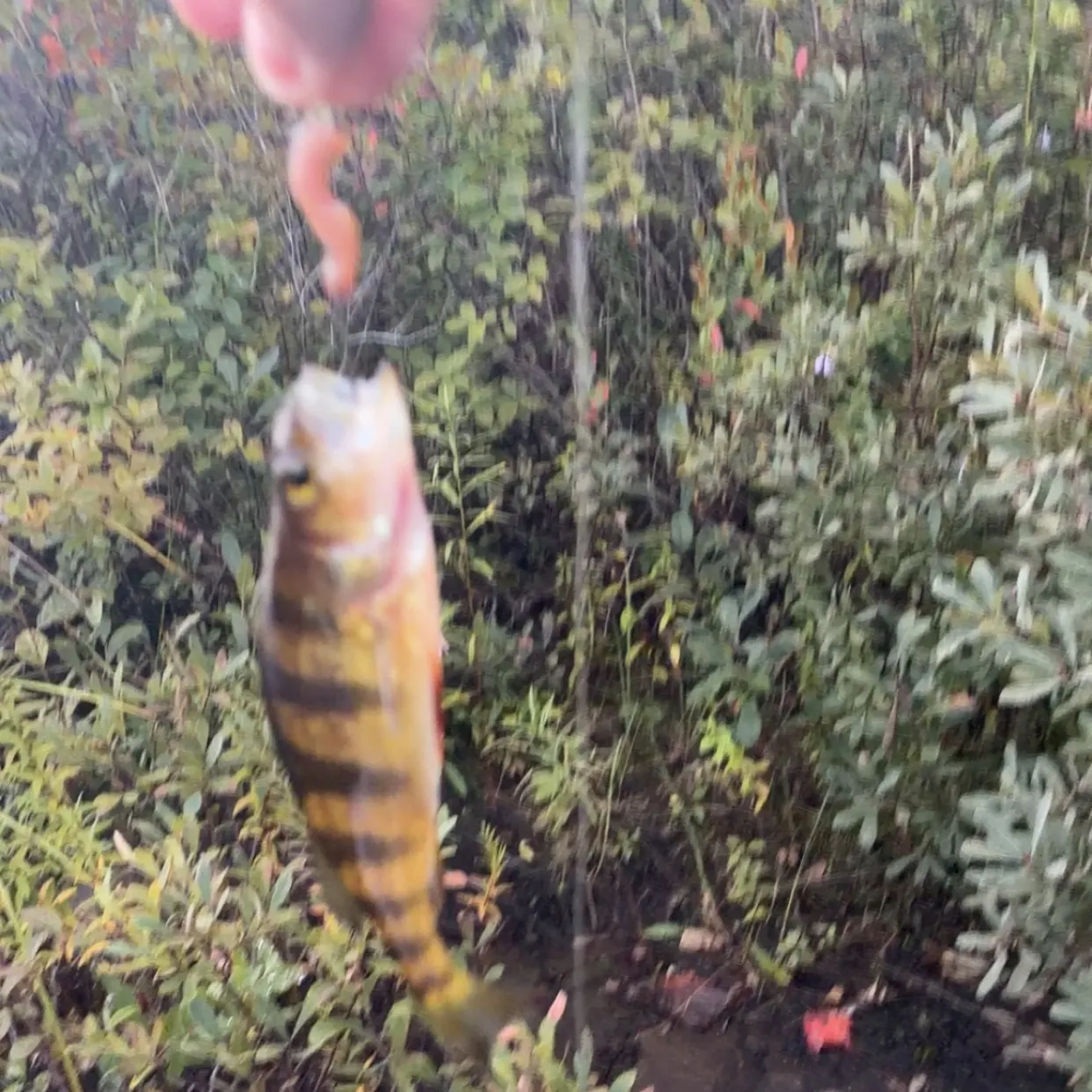 Yellow perch caught on Fishbrain