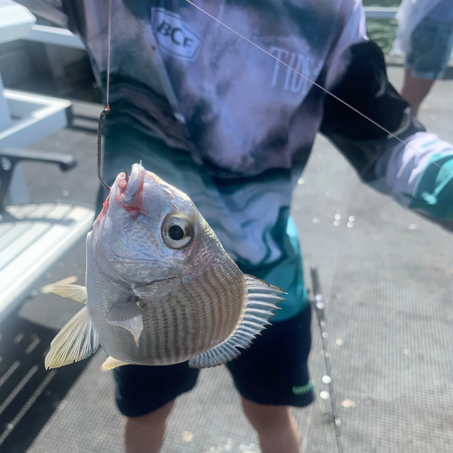 The most recent Surf bream catches on Fishbrain
