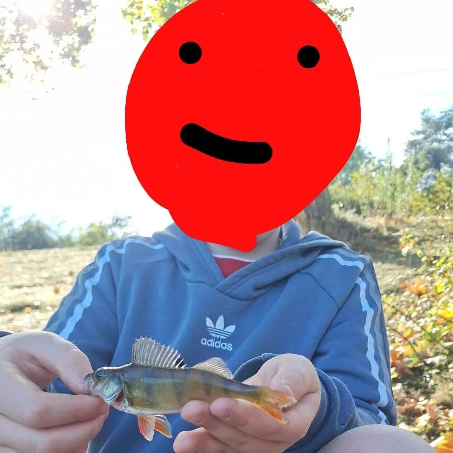 European perch caught on Fishbrain
