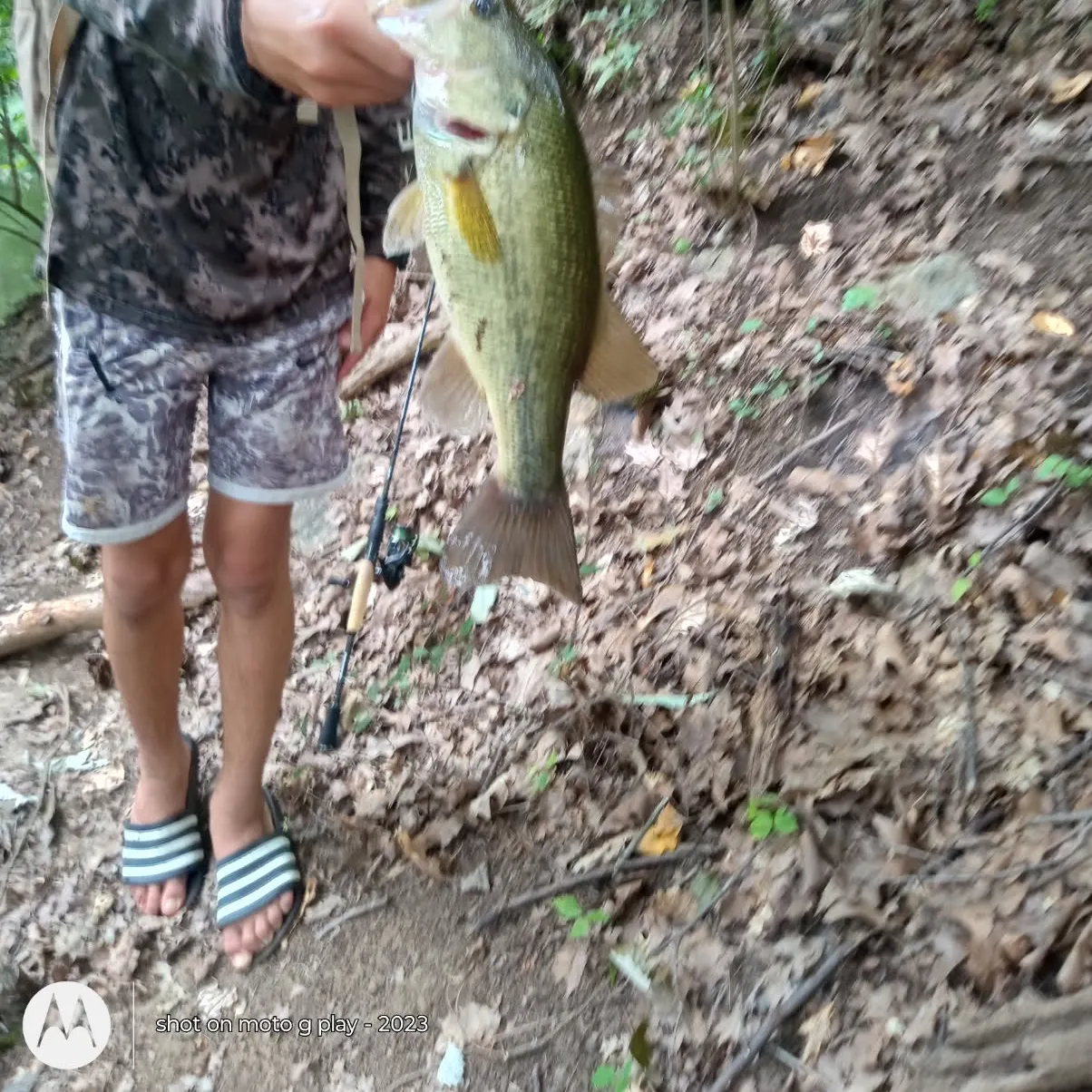 Largemouth bass caught on Fishbrain