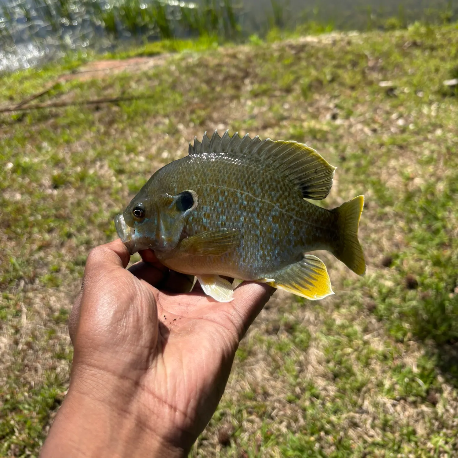 The most recent Redear x bluegill catches on Fishbrain