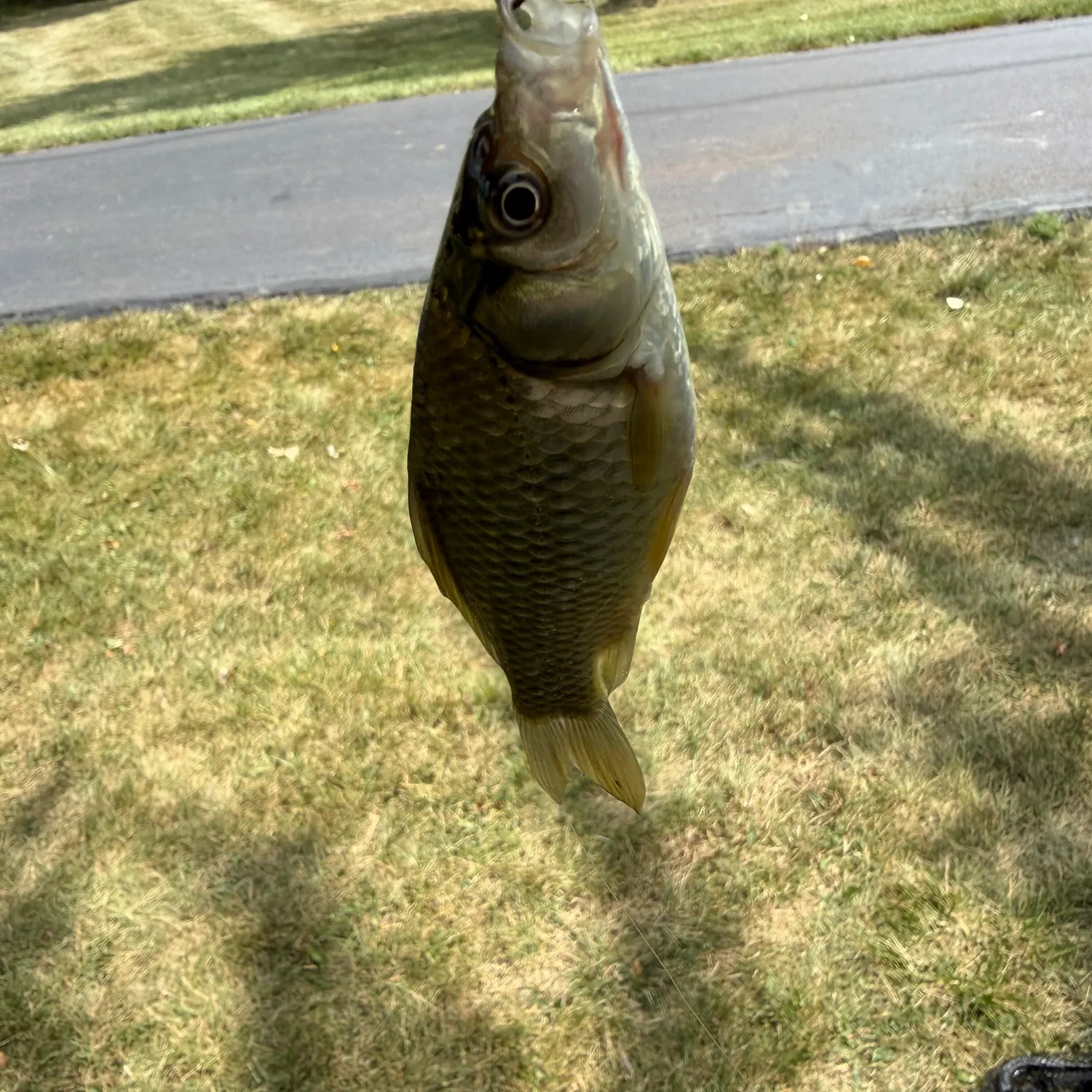 Common carp caught on Fishbrain