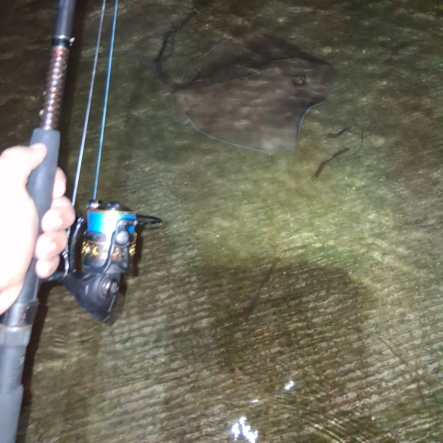 Fish caught on Fishbrain