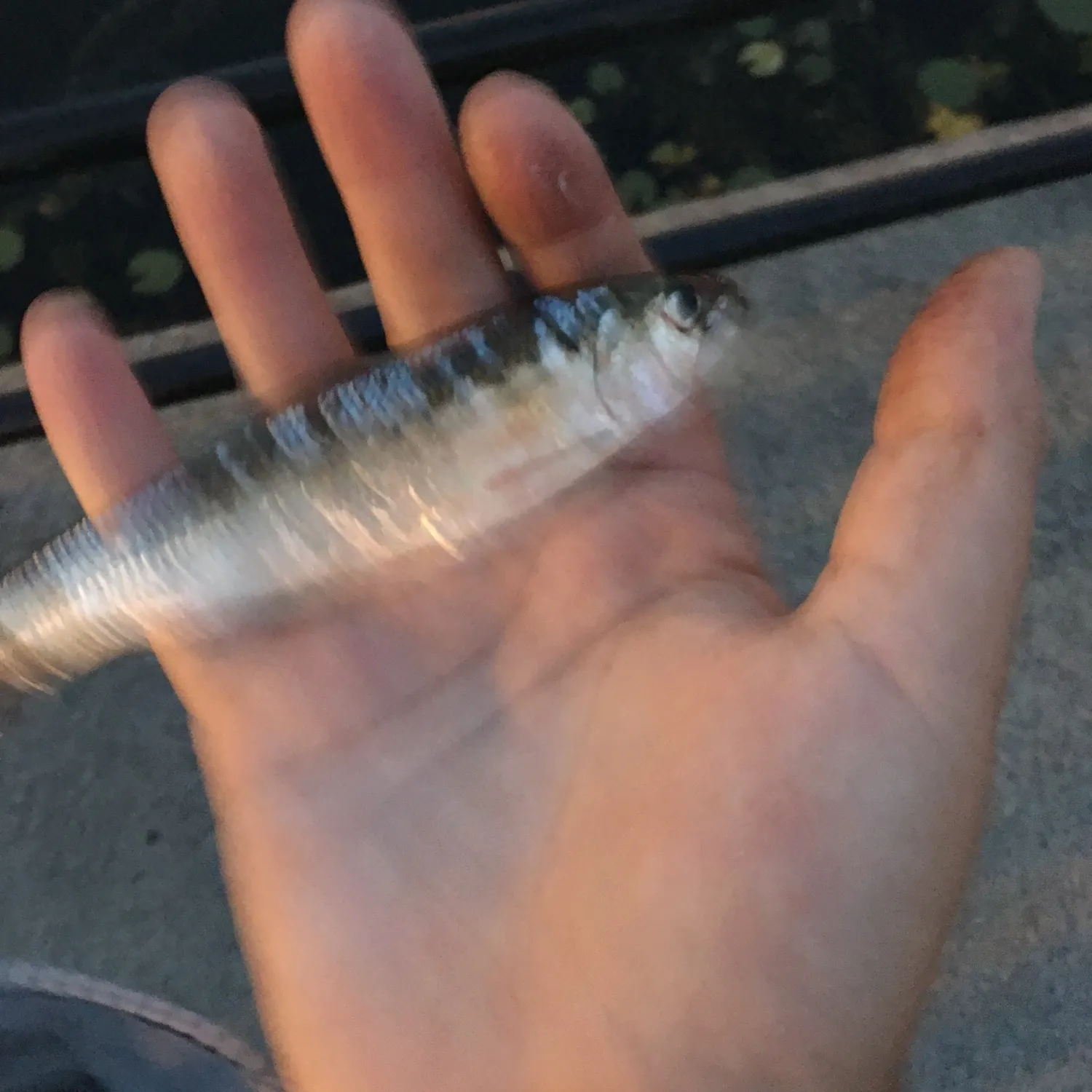 Alewife caught on Fishbrain