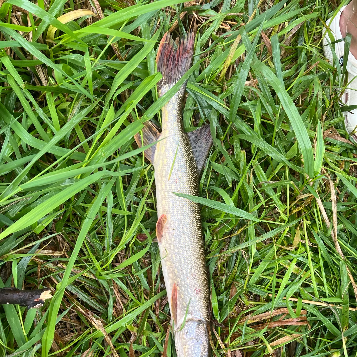 Northern pike caught on Fishbrain
