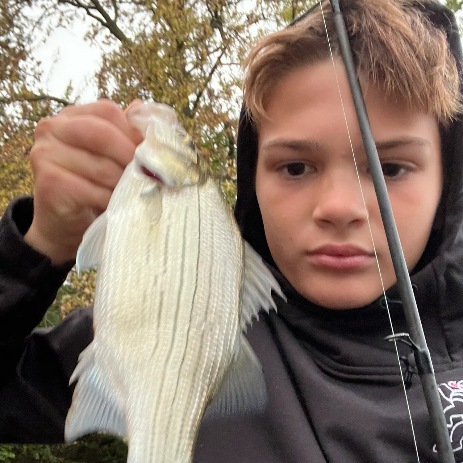 White bass caught on Fishbrain
