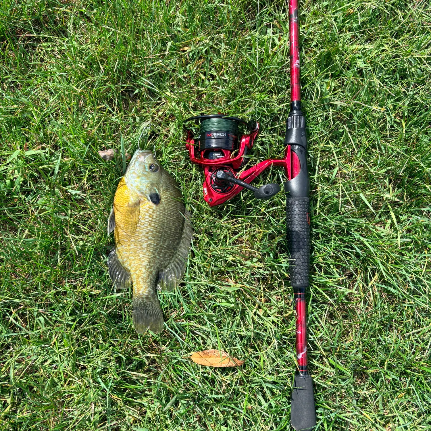 Greengill hybrid caught on Fishbrain