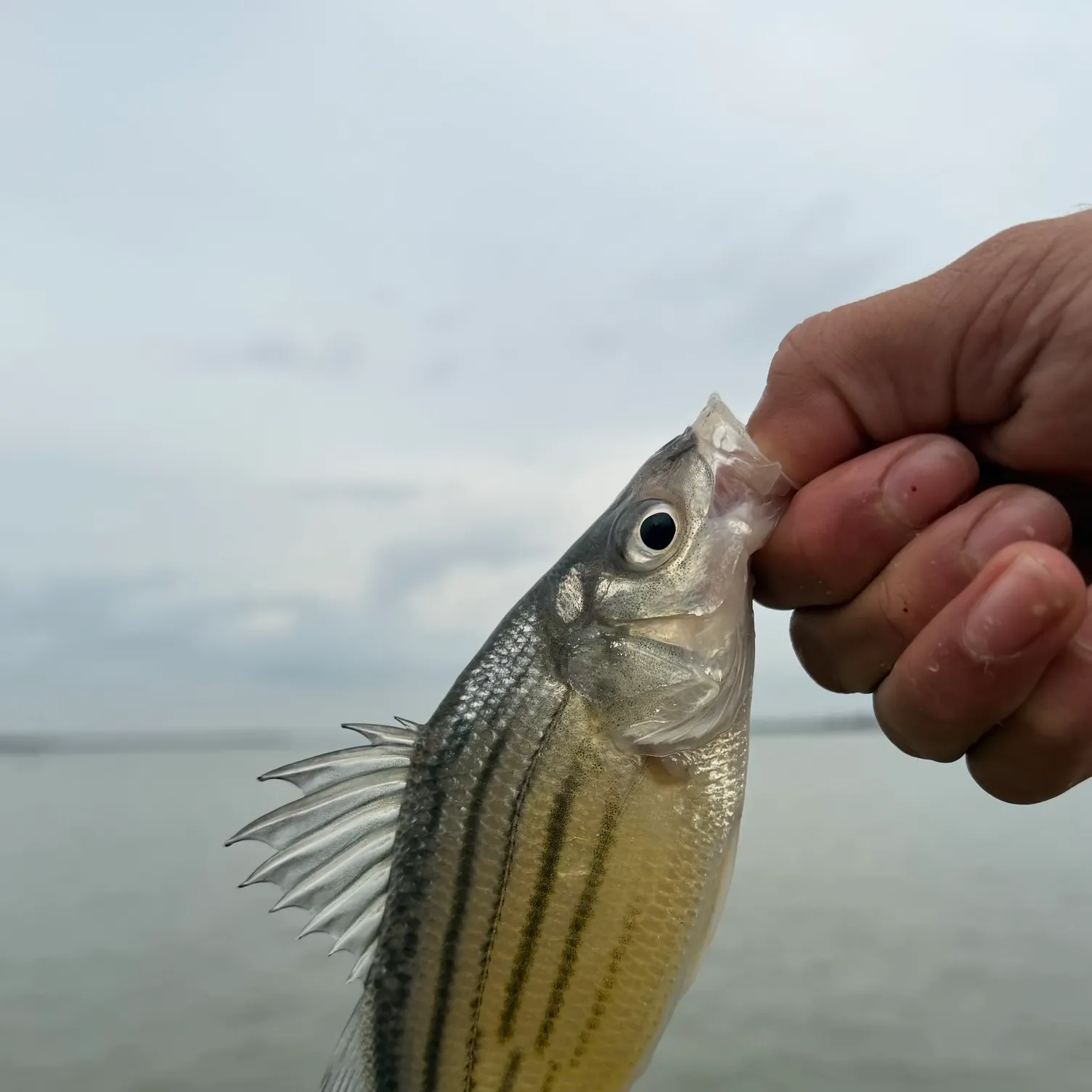 The most recent Yellow bass catches on Fishbrain
