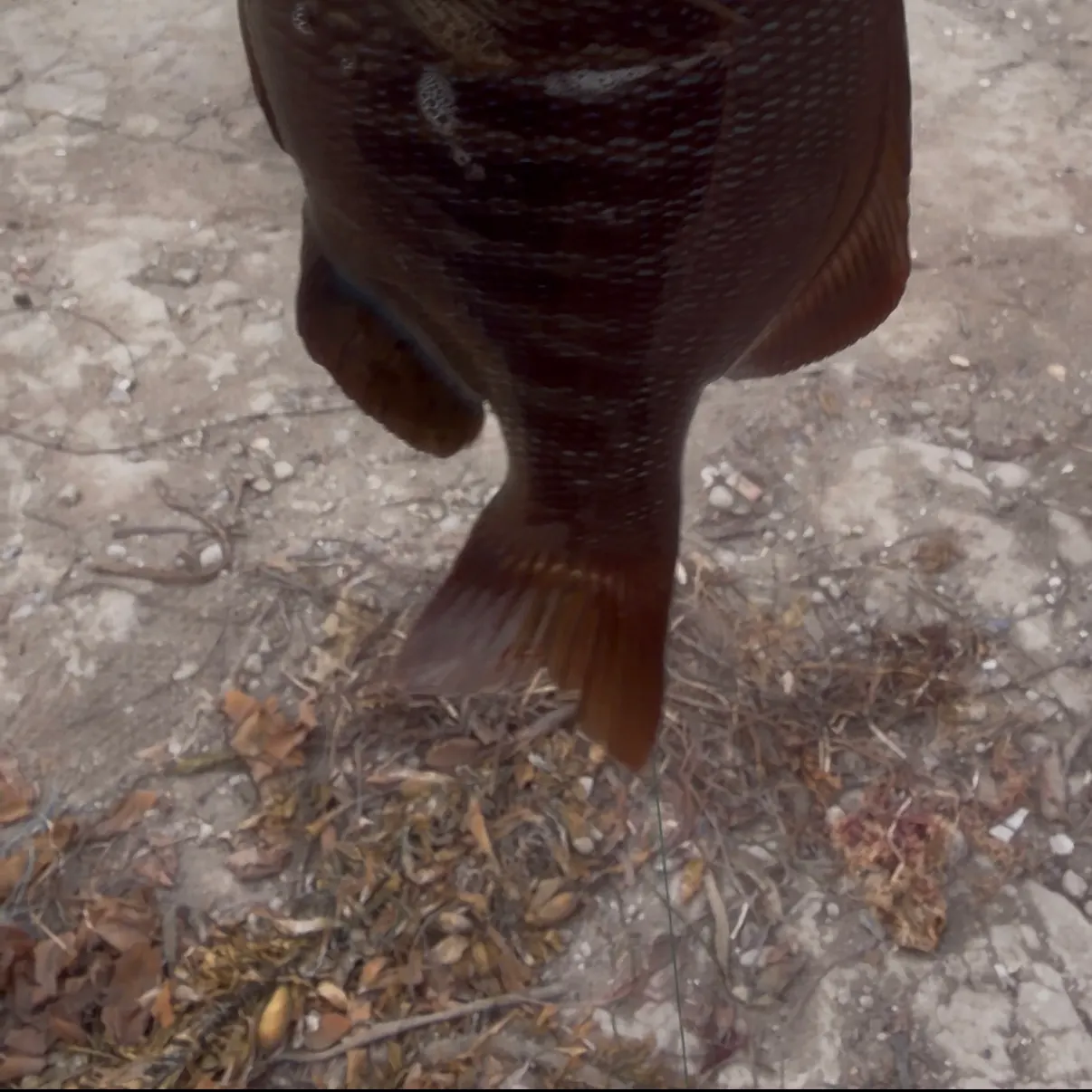 The most recent Black perch catches on Fishbrain