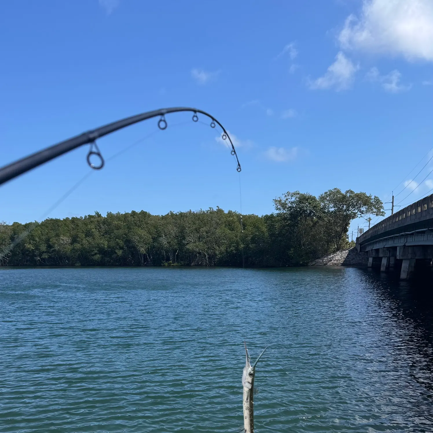 The most recent Flat needlefish catches on Fishbrain