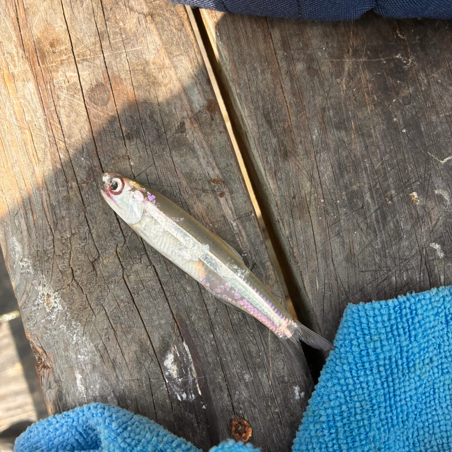 The most recent Broad-striped anchovy catches on Fishbrain