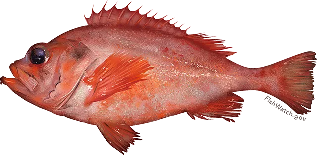 Atlantic ocean perch