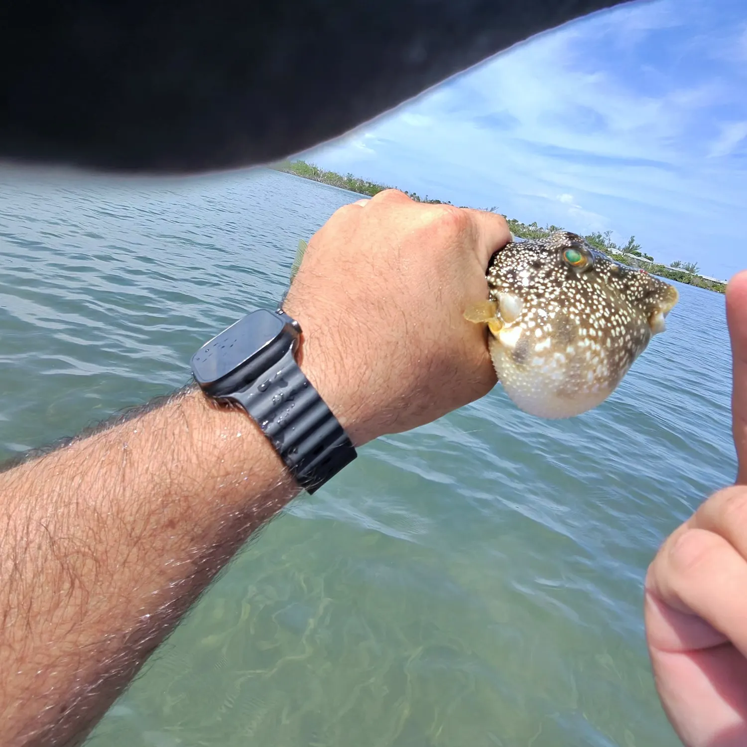 Southern puffer caught on Fishbrain