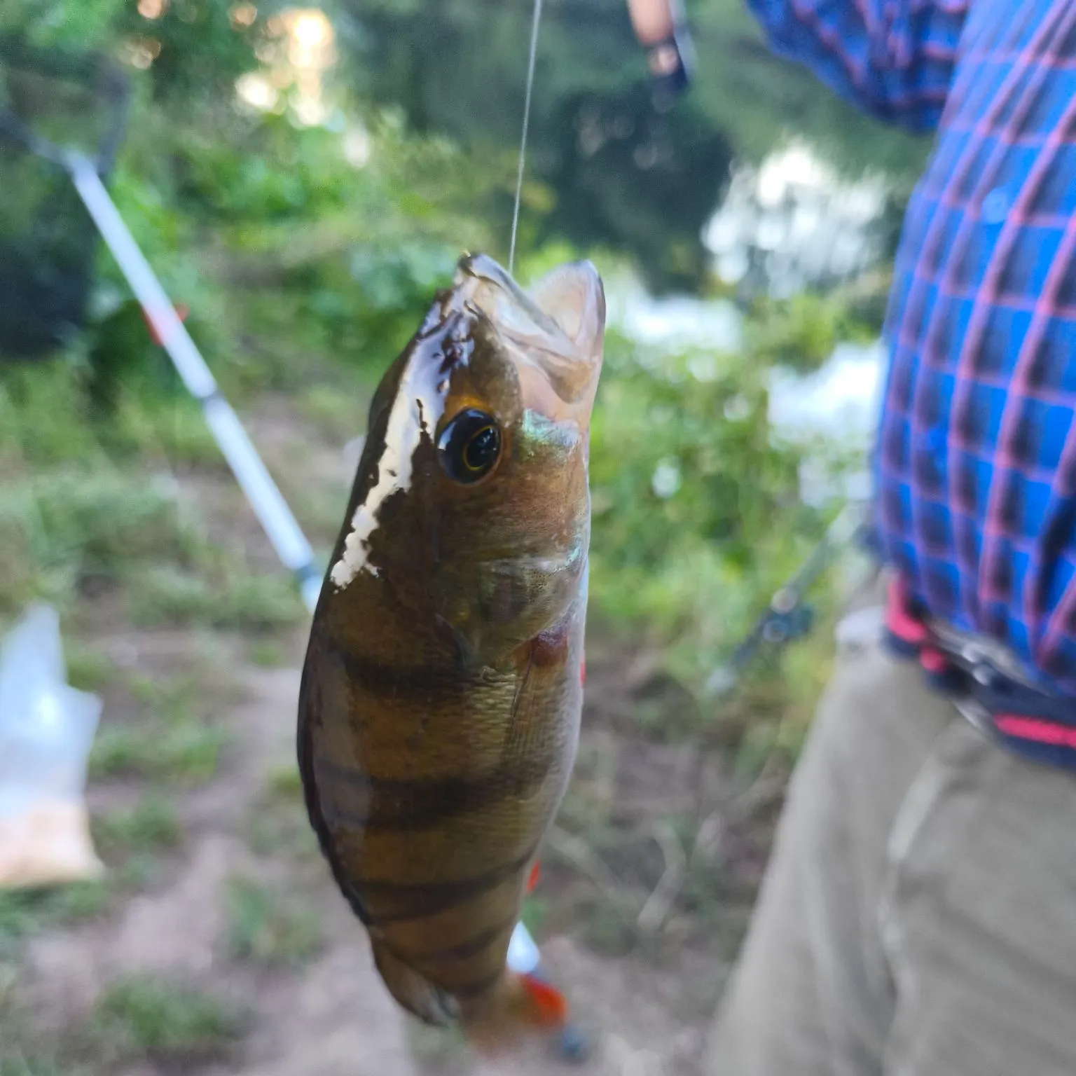 European perch caught on Fishbrain
