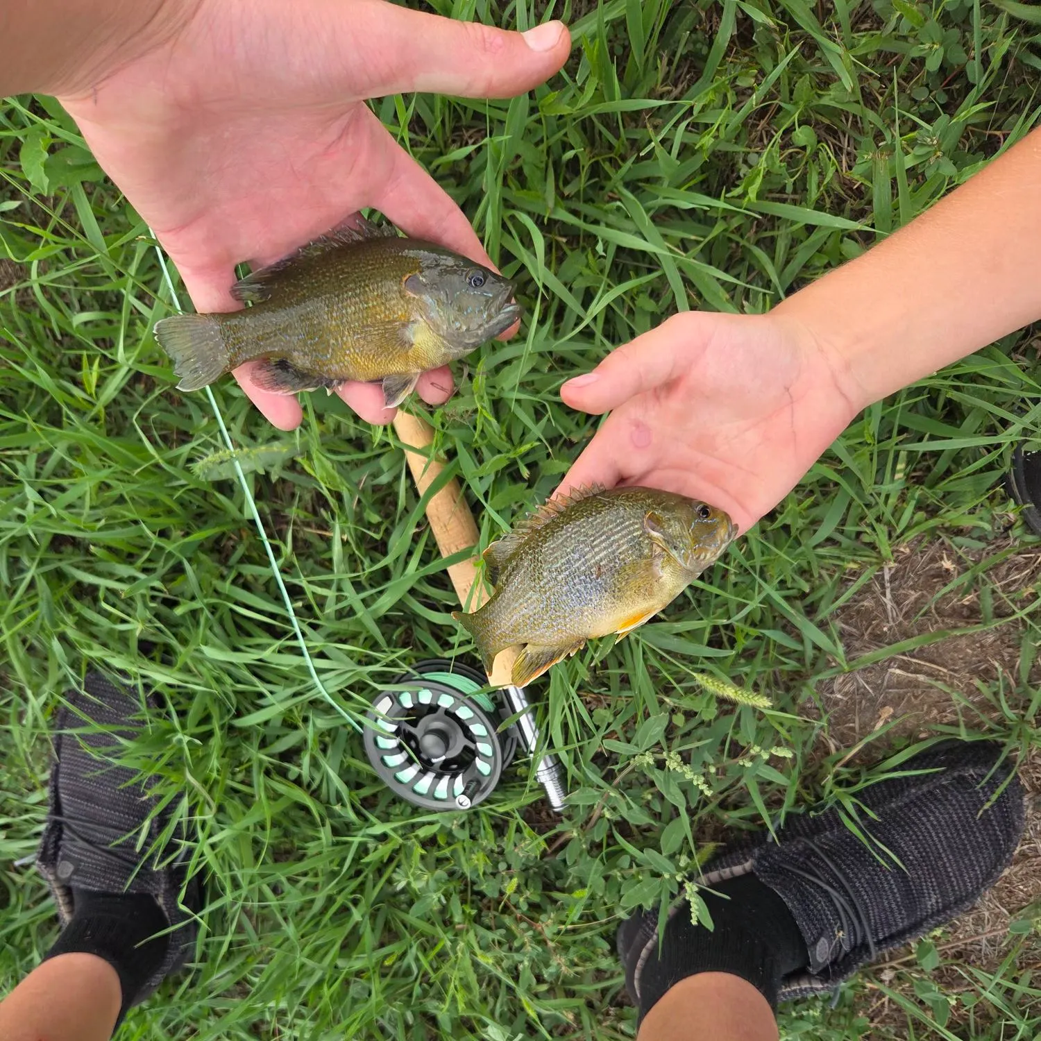 Green sunfish caught on Fishbrain