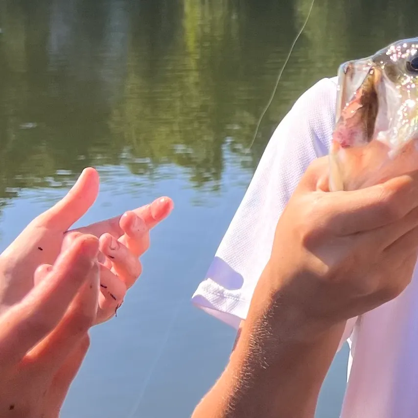 Largemouth bass caught on Fishbrain