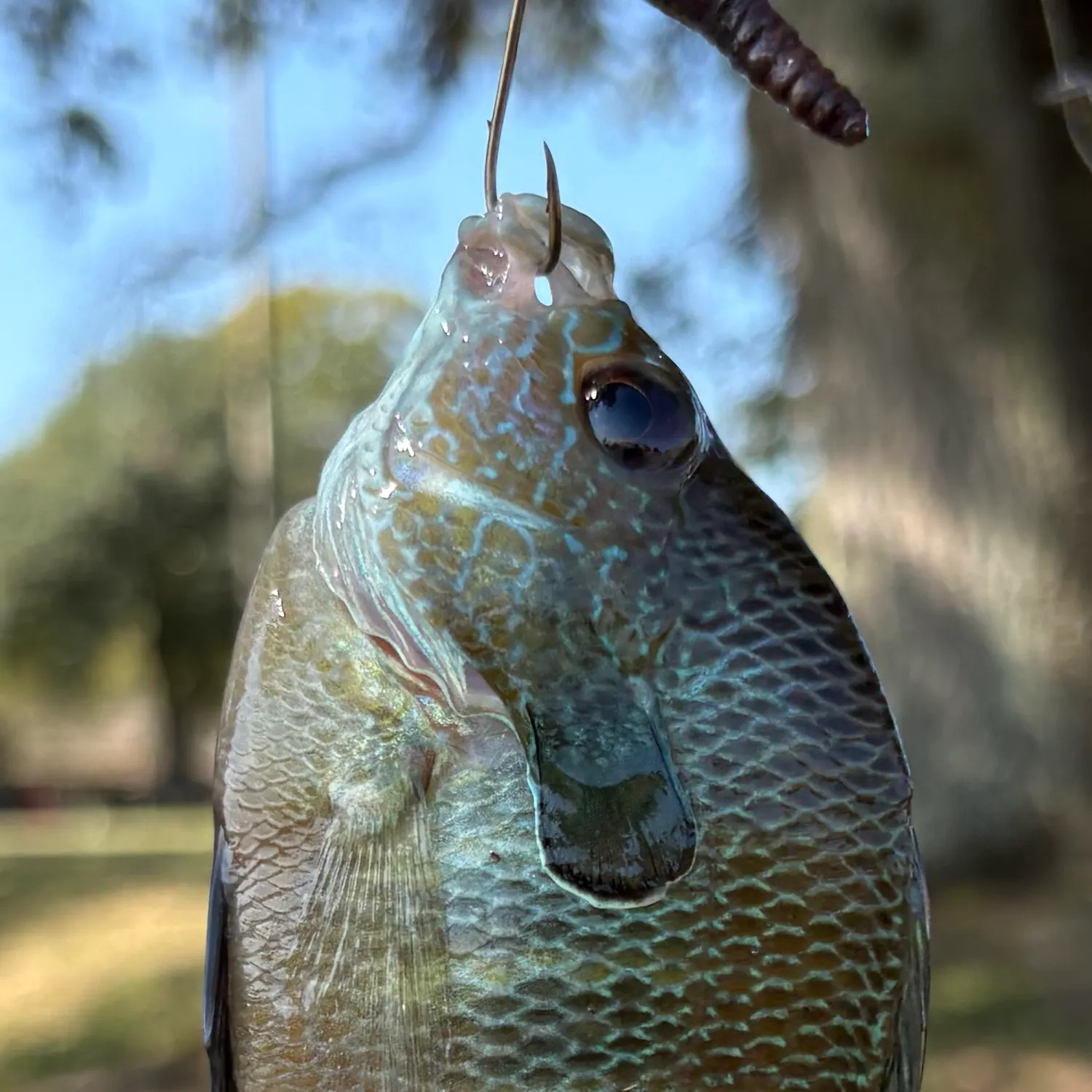 Greengill hybrid caught on Fishbrain