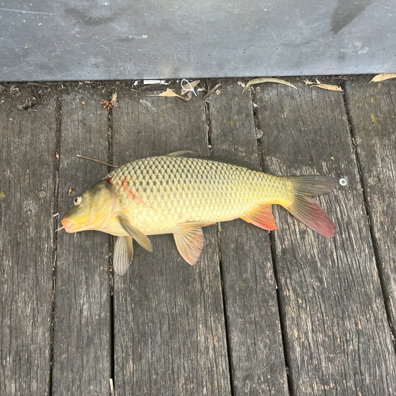 catch