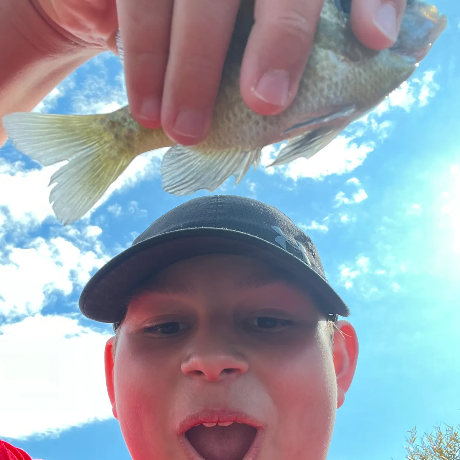 Bluegill caught on Fishbrain