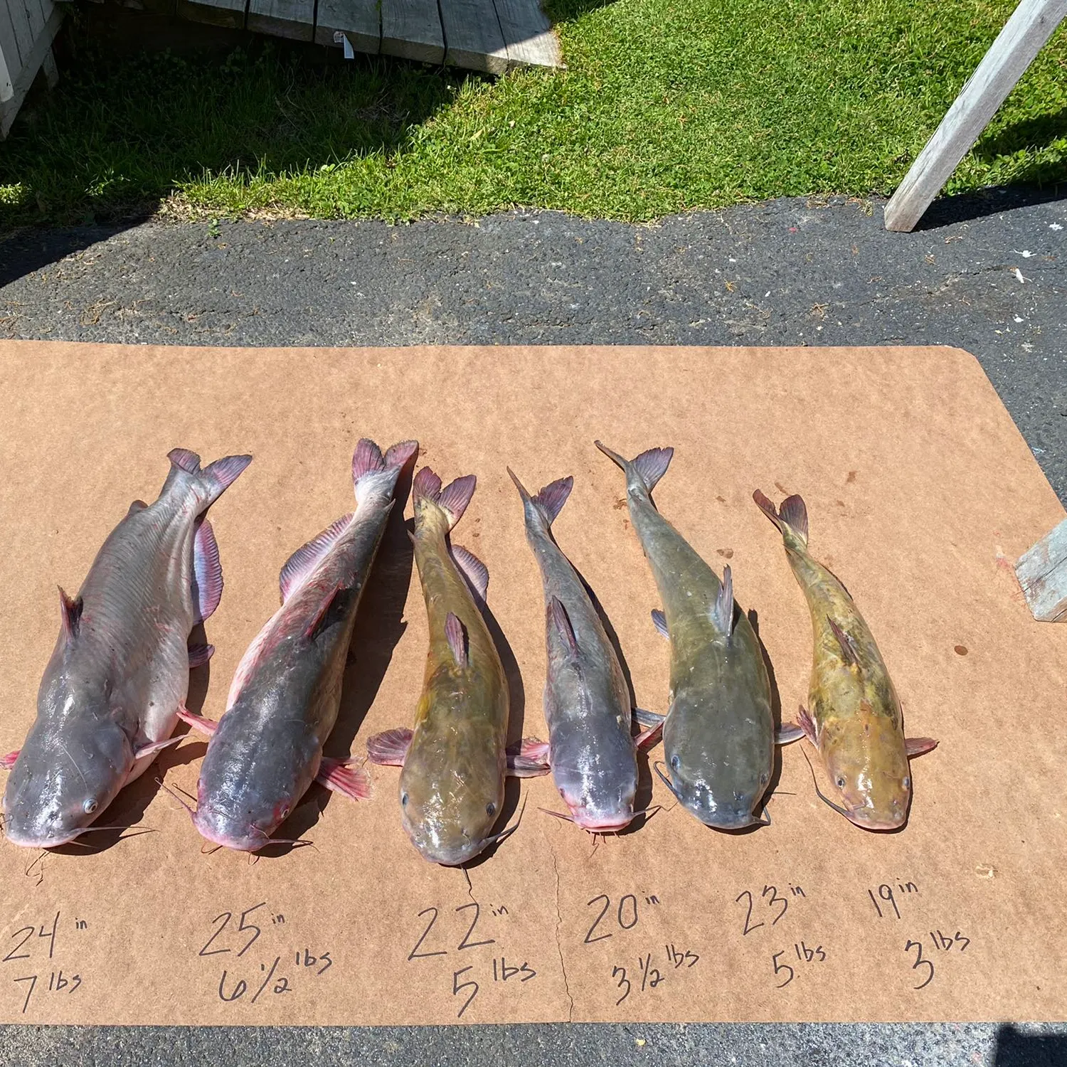 recently logged catches