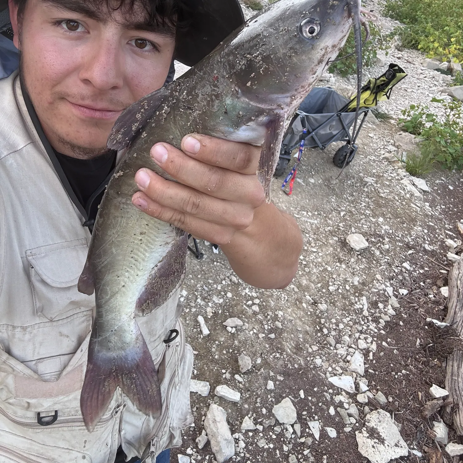 Channel catfish caught on Fishbrain