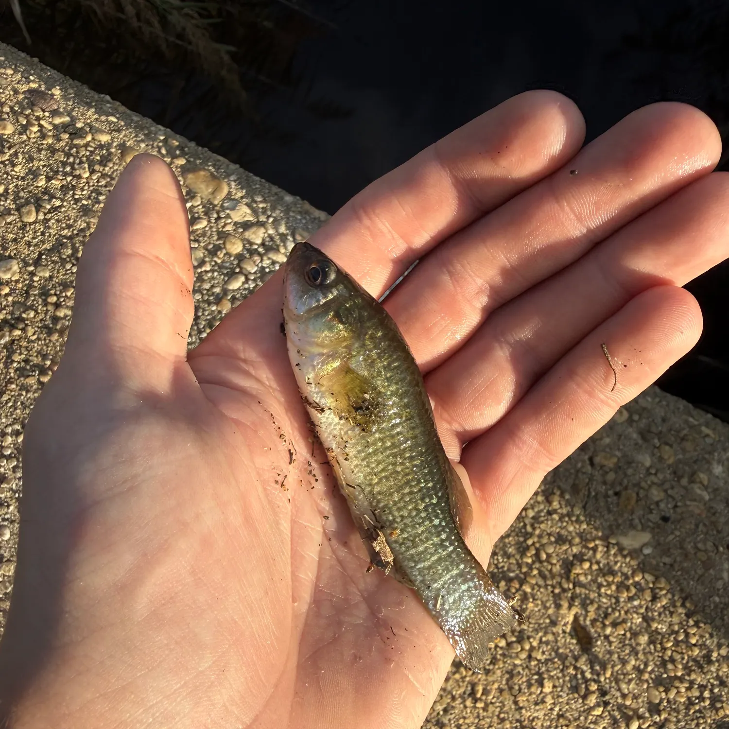 Mummichog caught on Fishbrain