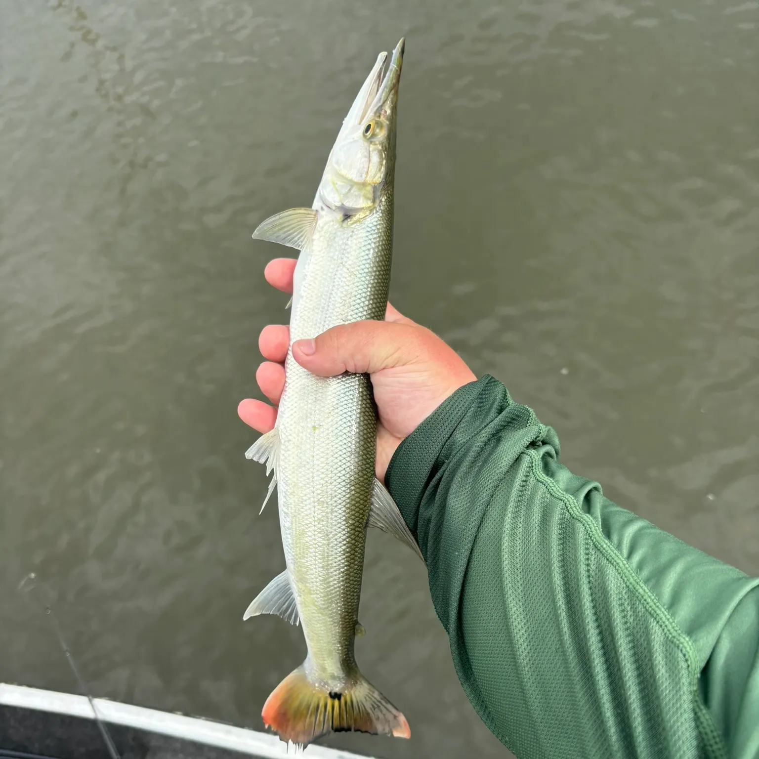The most recent Bicuda catches on Fishbrain
