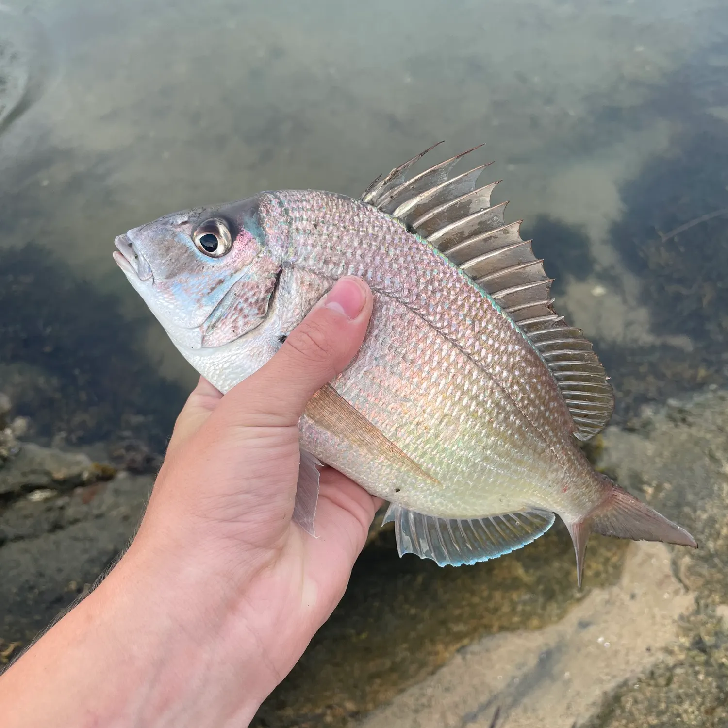 Scup caught on Fishbrain
