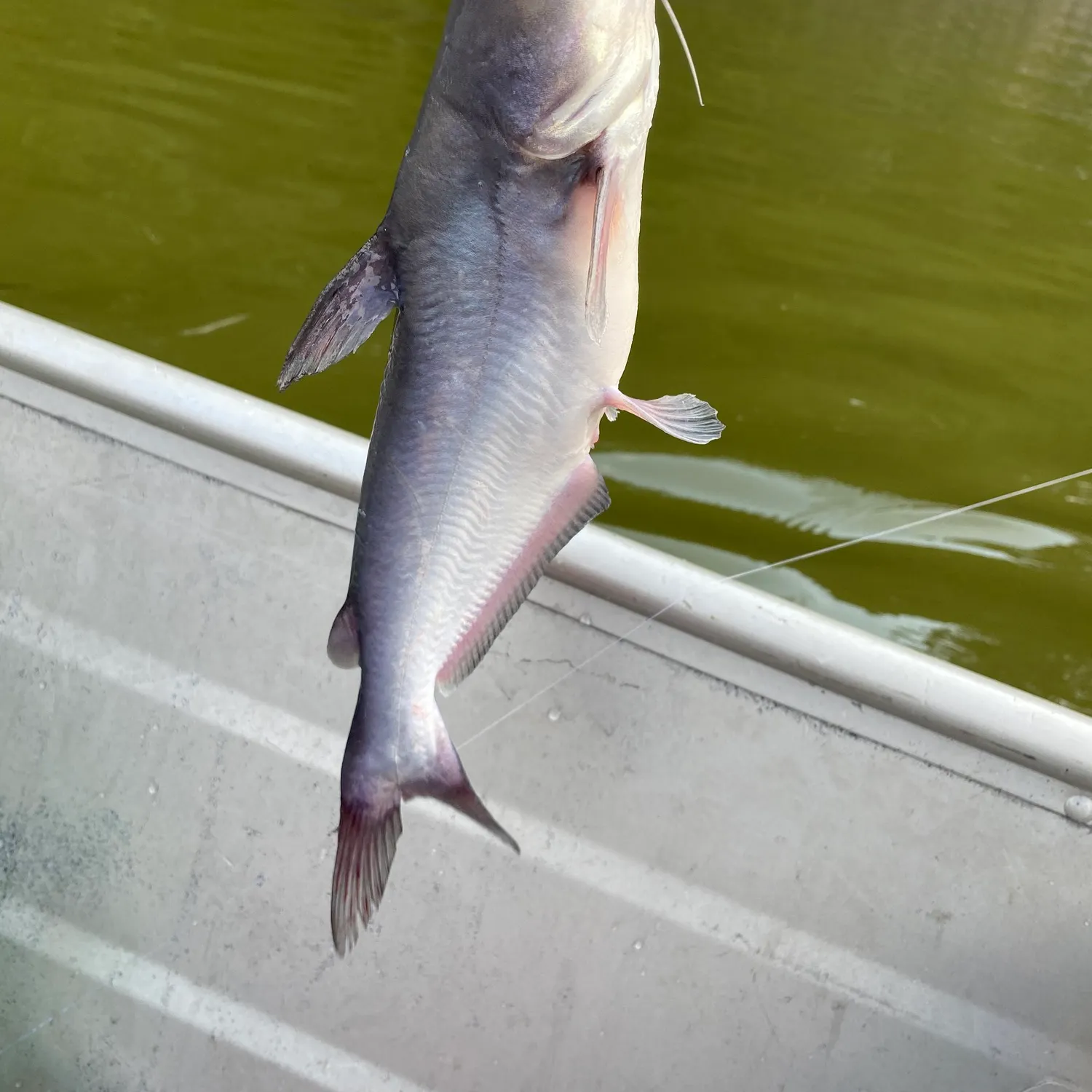 Channel catfish caught on Fishbrain