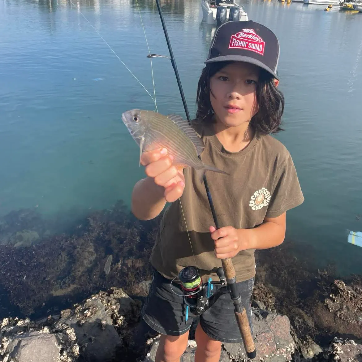 The most recent Goldlined seabream catches on Fishbrain