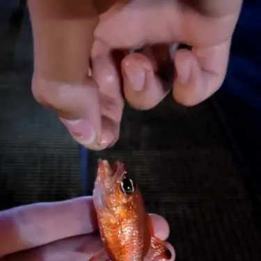 most liked catch image
