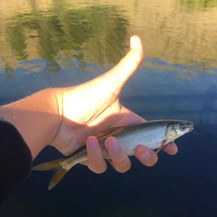 The most recent Peamouth catches on Fishbrain