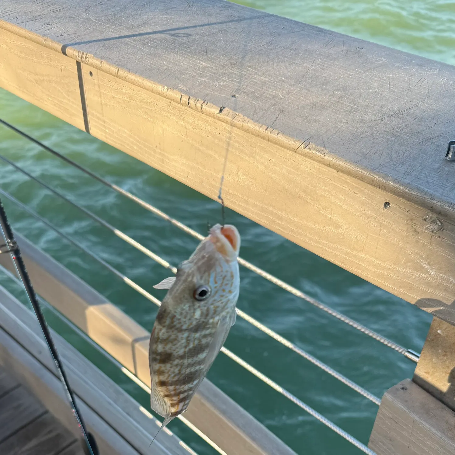 Fish caught on Fishbrain