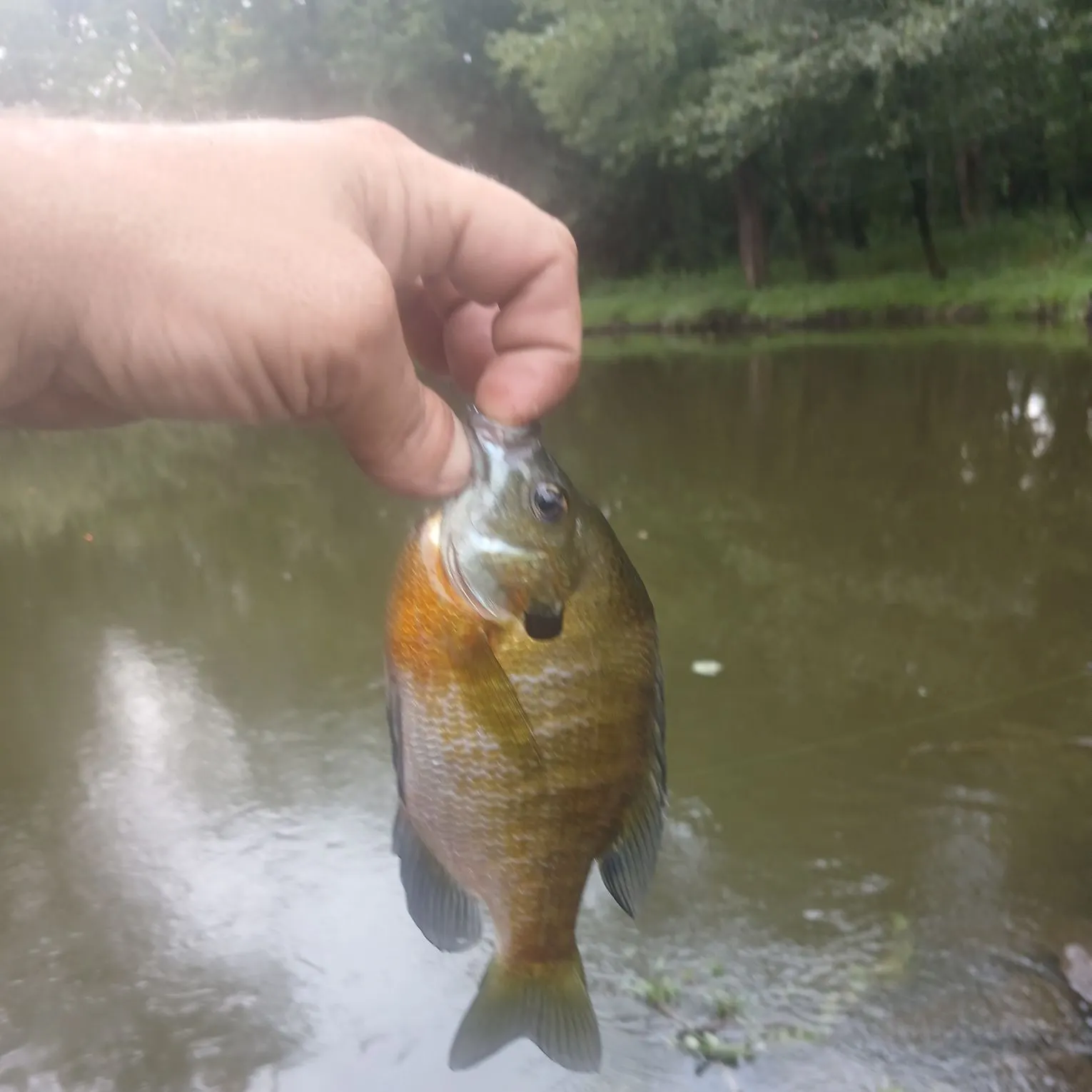 Bluegill caught on Fishbrain