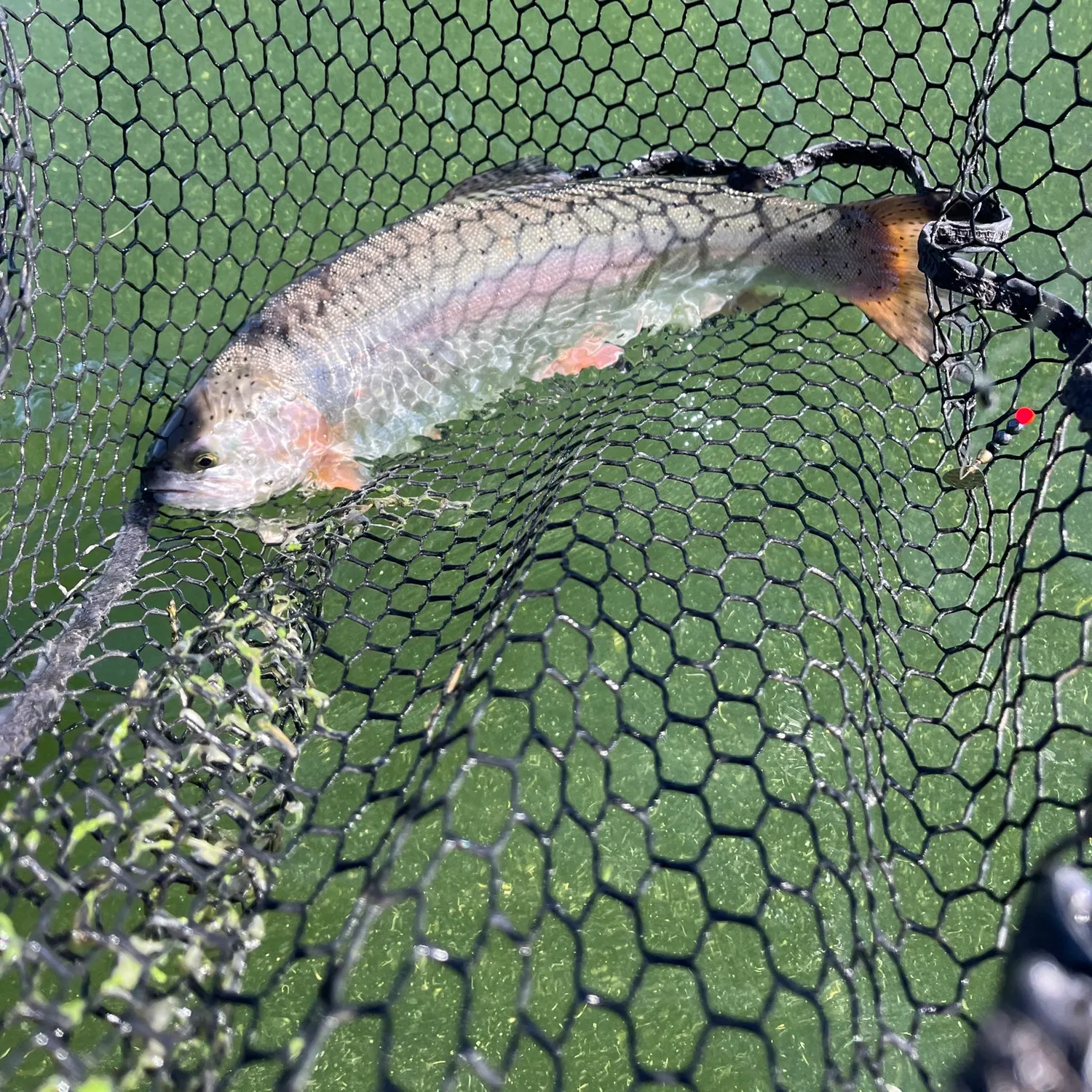 Rainbow trout caught on Fishbrain