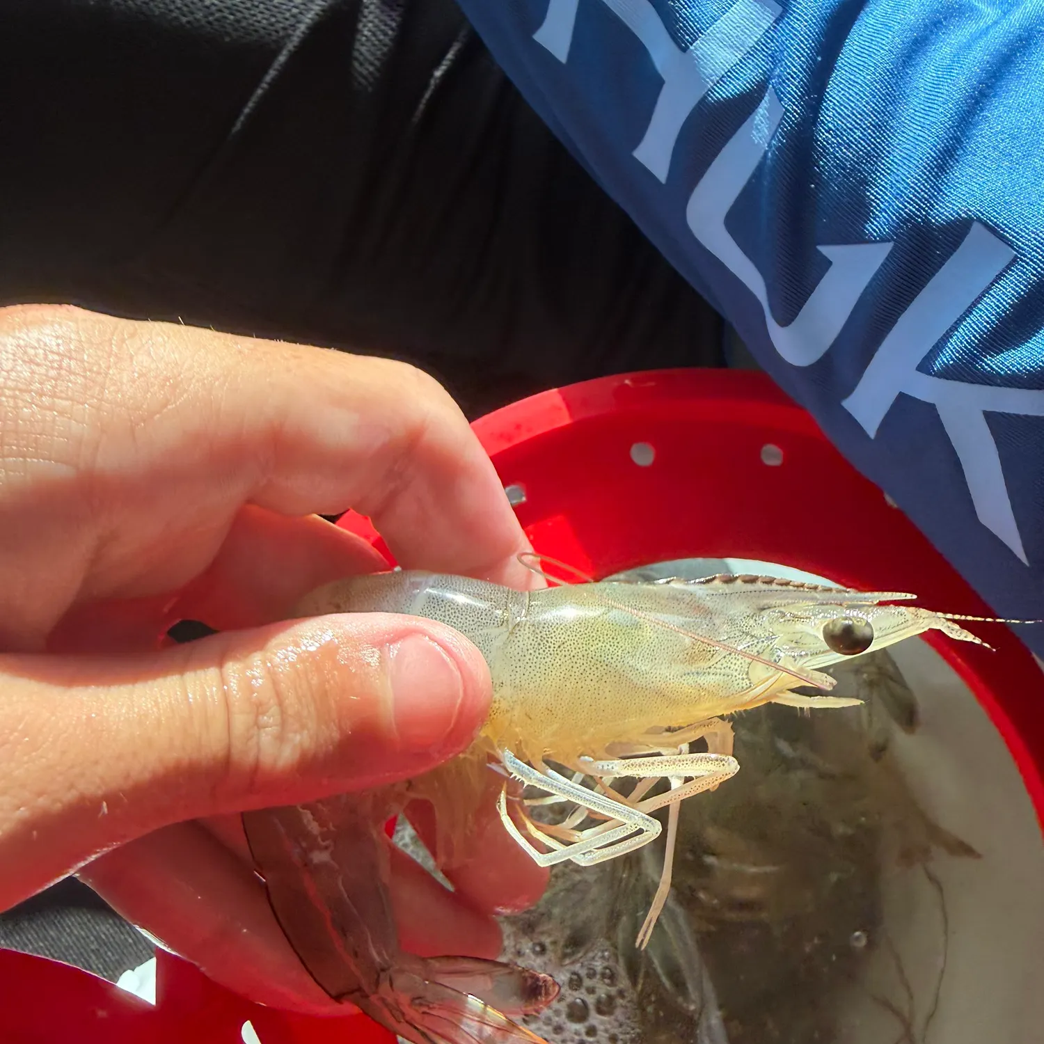 The most recent Shrimp scad catches on Fishbrain