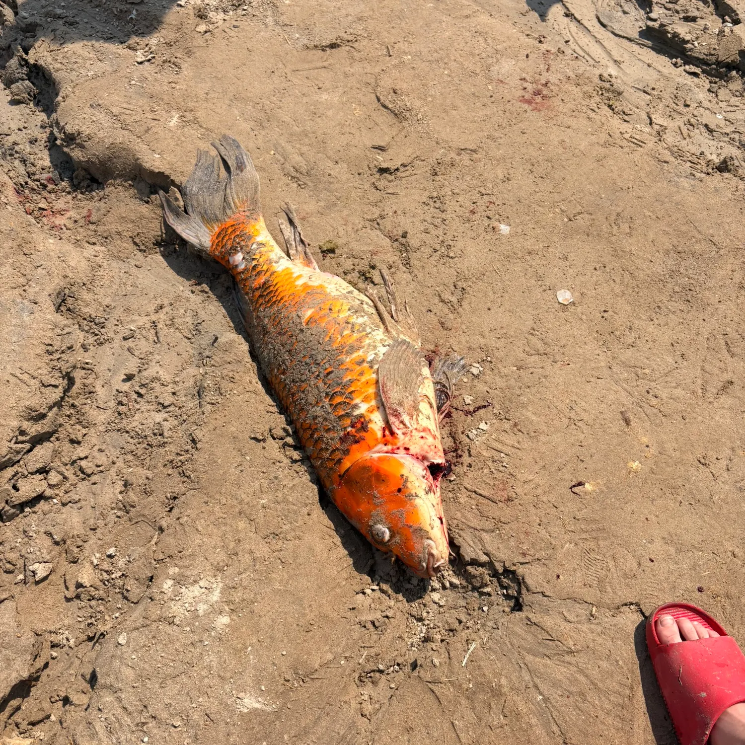 The most recent Koi carp catches on Fishbrain