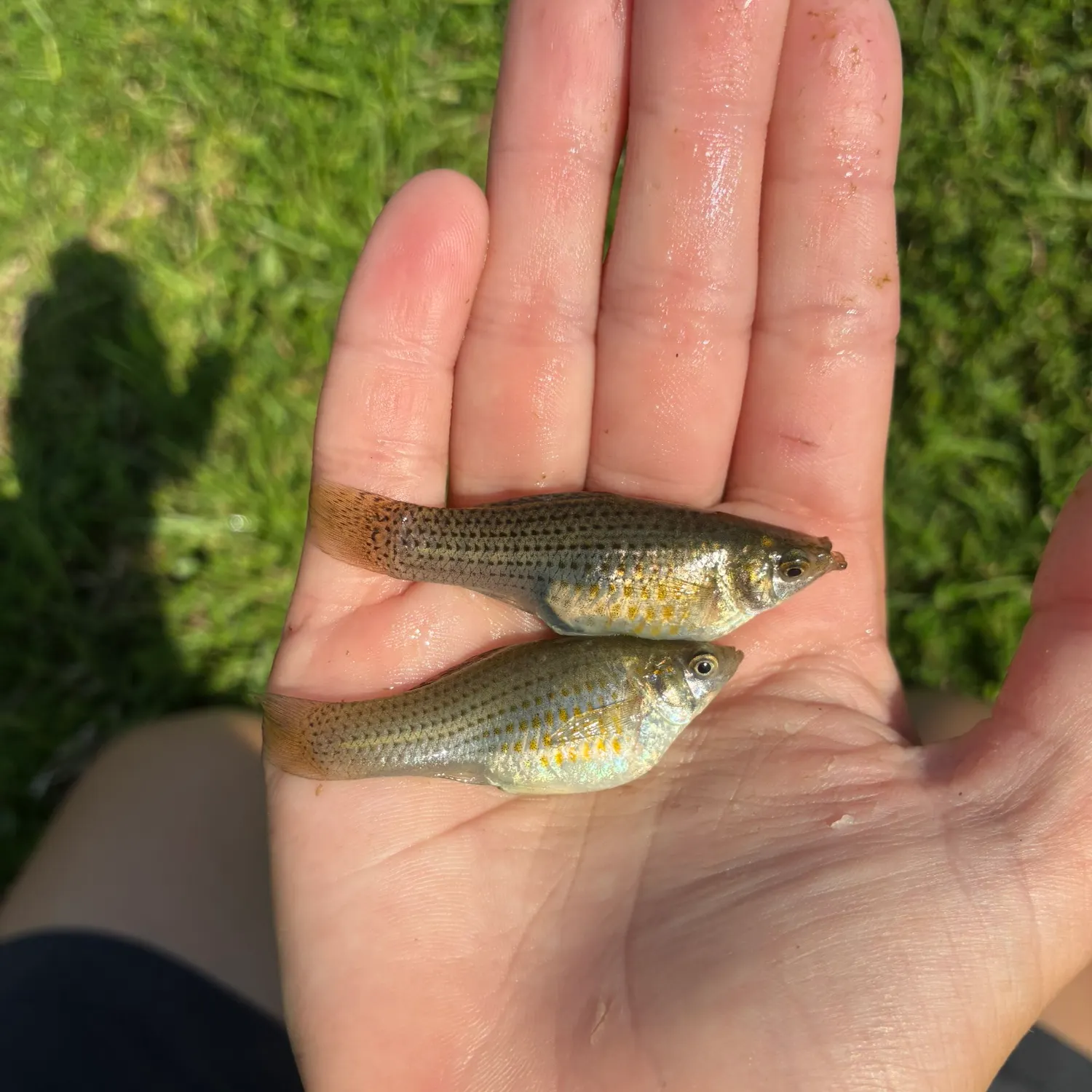 The most recent Sailfin Molly catches on Fishbrain