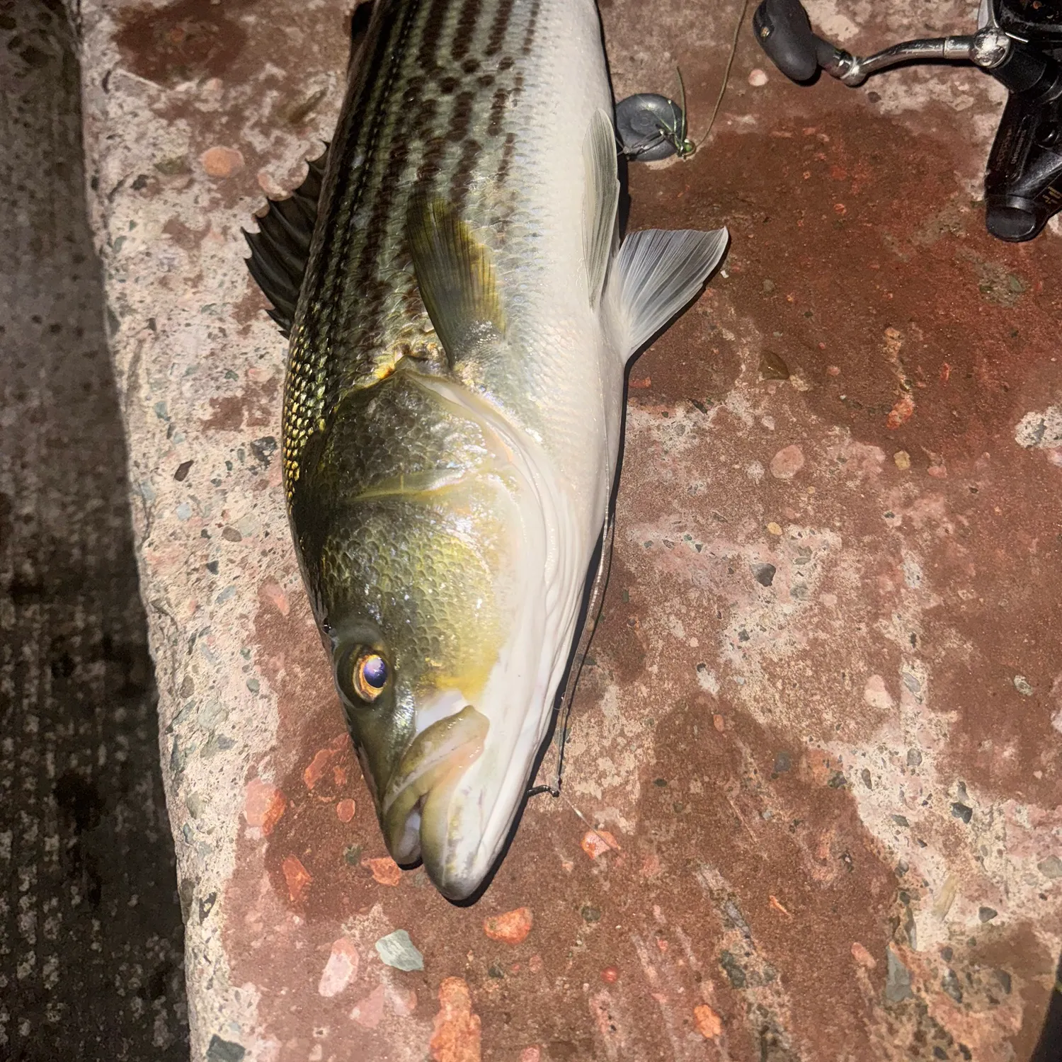 Striped bass caught on Fishbrain