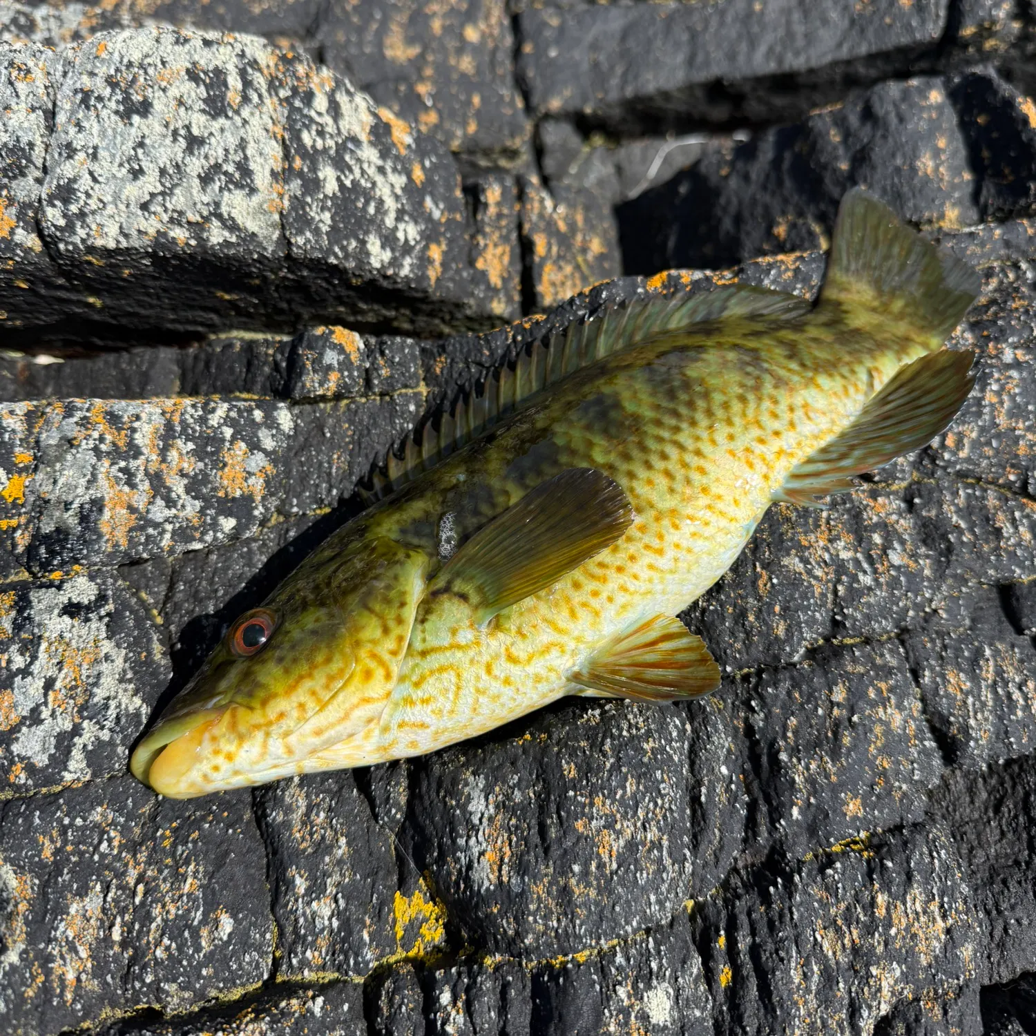 The most recent Ballan wrasse catches on Fishbrain