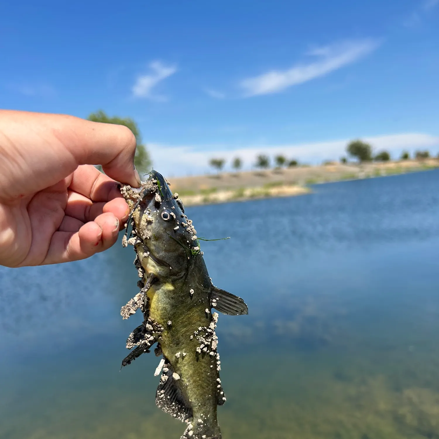 Yellow bullhead caught on Fishbrain