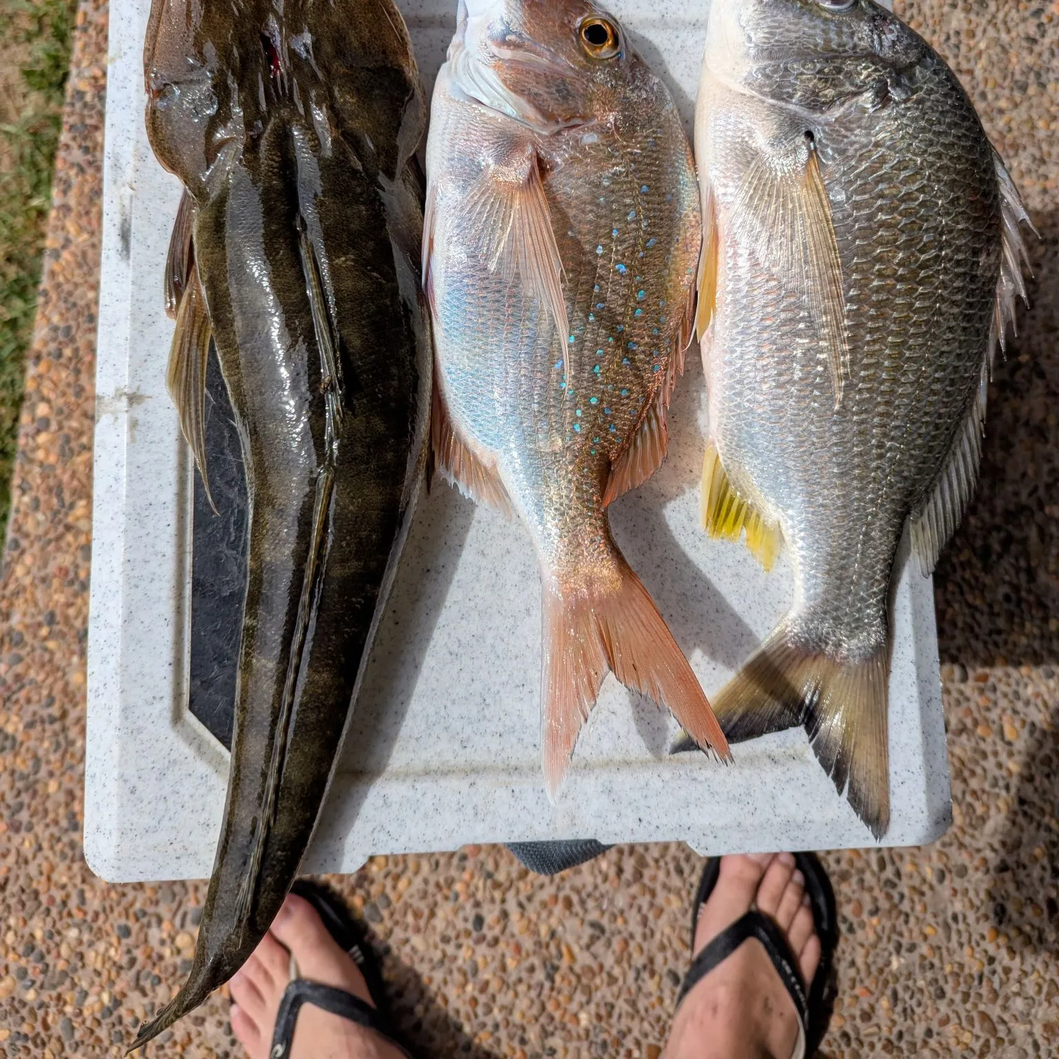 recently logged catches