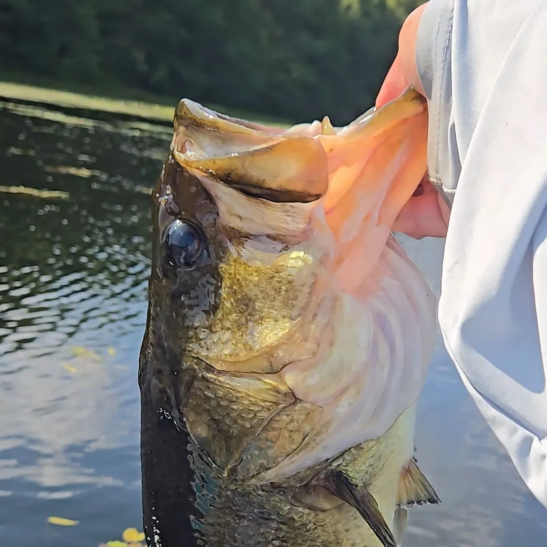 Largemouth bass caught on Fishbrain