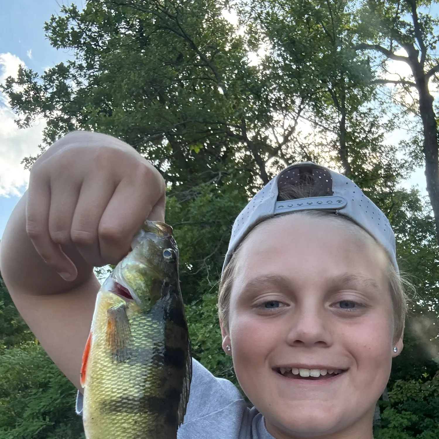 Yellow perch caught on Fishbrain