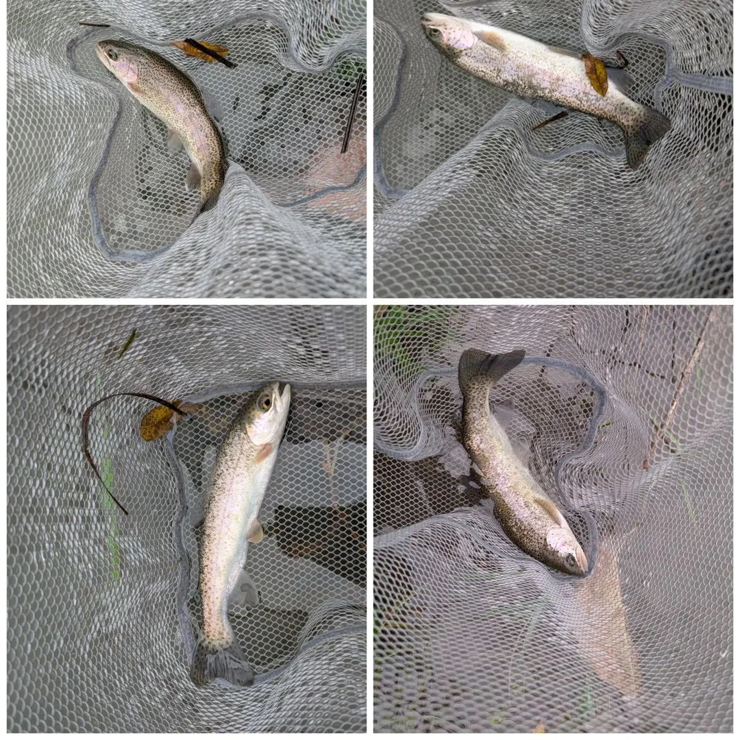 Rainbow trout caught on Fishbrain