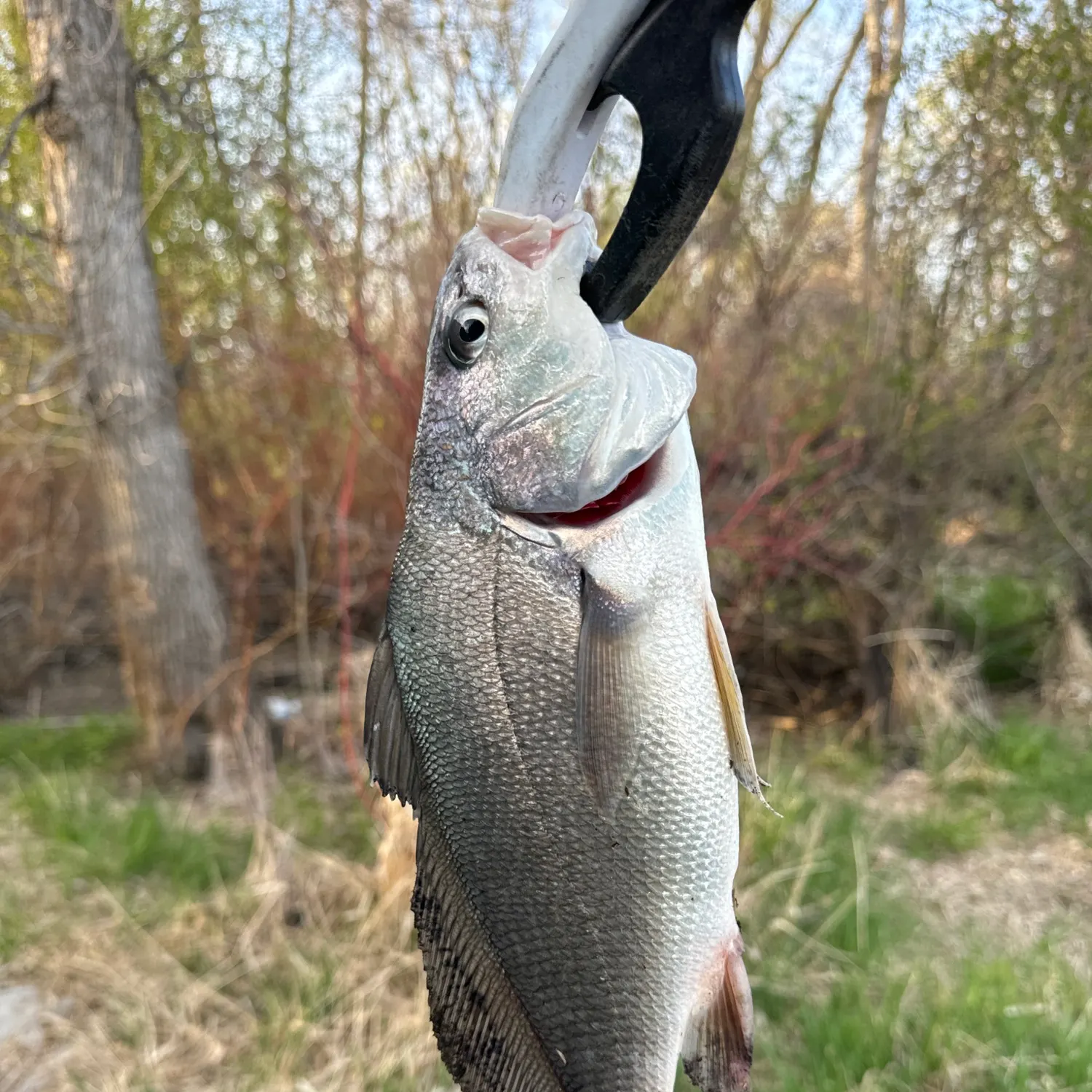 The most recent Freshwater drum catches on Fishbrain