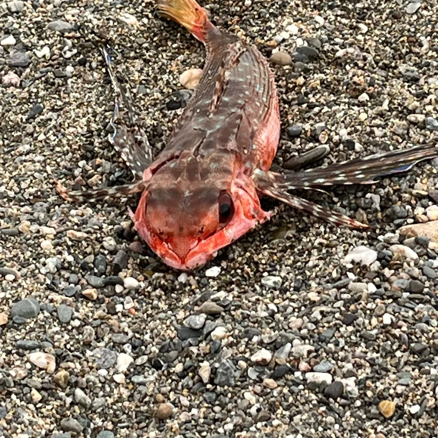 The most recent Flying gurnard catches on Fishbrain