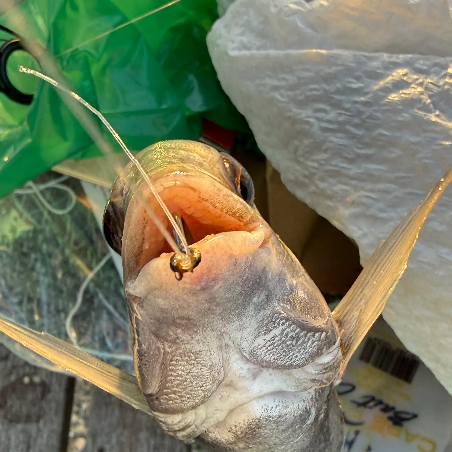 The most recent Sheepshead catches on Fishbrain