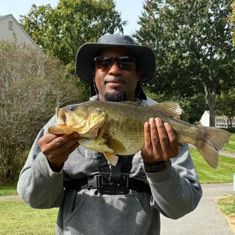 Largemouth bass caught on Fishbrain
